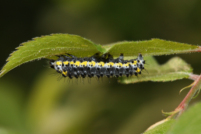 Bruco su Prunus - Diloba caeruleocephala